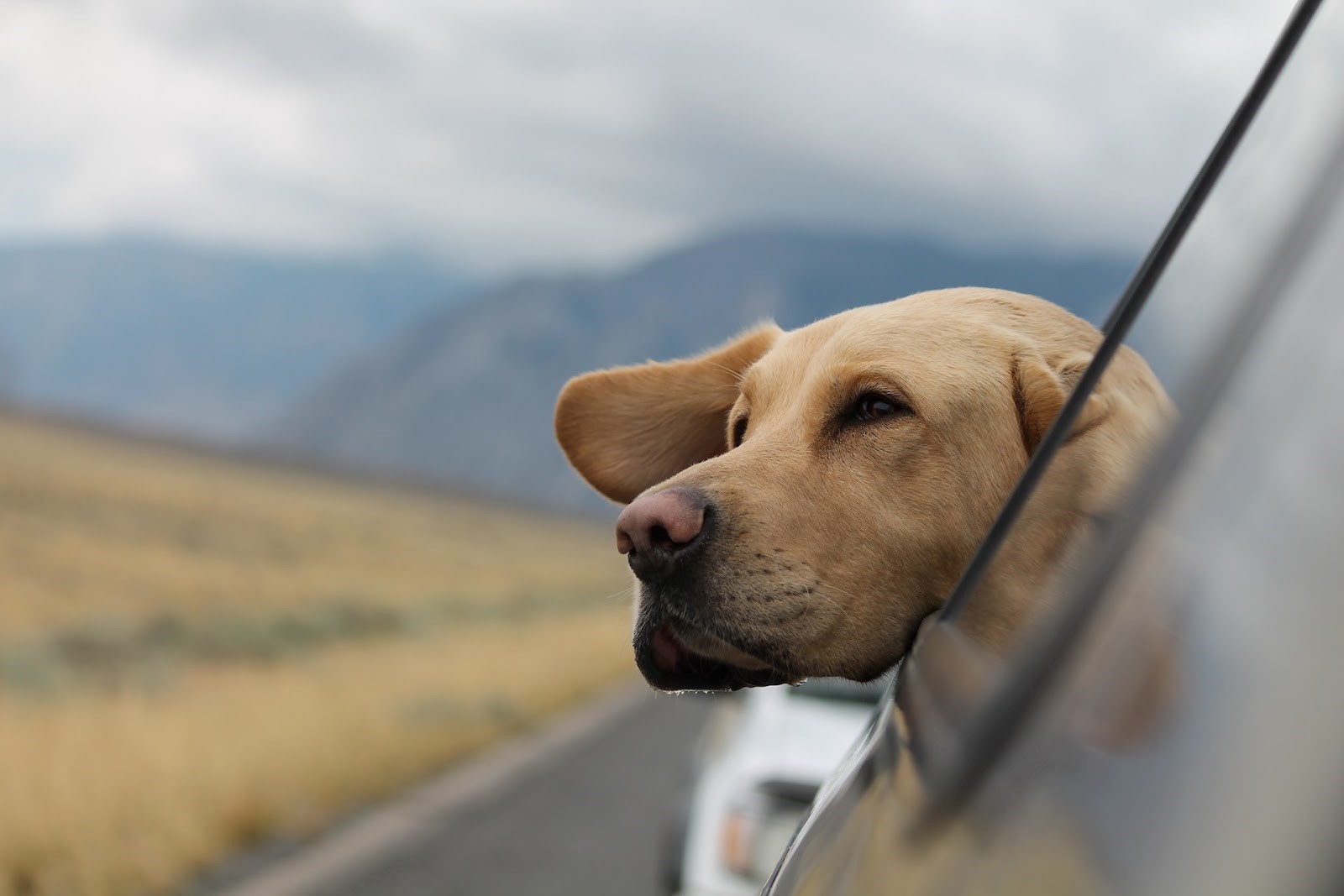 5 Things to Remember While Taking Your Dog on A Trip