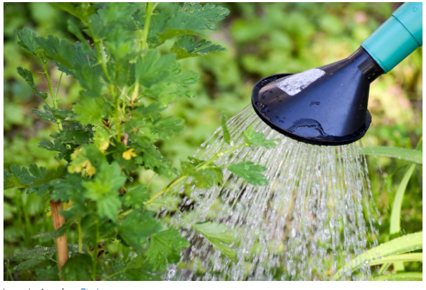 Efficient Irrigation with Fertigation: How to Install a Fertigation System